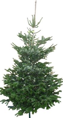 Kerstboom Warentuin Nordman A - kwaliteit Abies Nordmanniana 150 - 200 cm gezaagd Warentuin Natuurlijk - Warentuin natuurlijk