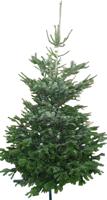 Kerstboom Warentuin Nordman A - kwaliteit Abies Nordmanniana 150 - 200 cm gezaagd Warentuin Natuurlijk - Warentuin natuurlijk - thumbnail