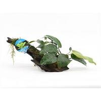 Anubias barteri - op drijfhout - aquarium plant - thumbnail