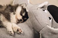 Honden knuffel XL Hond, grijs - thumbnail