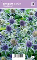 Vips Eryngium planum Blue Hobbit - Kruisdistel - thumbnail