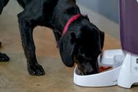 Cat Mate voederautomaat - thumbnail