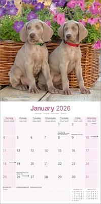 Weimaraner Kalender 2026 Weimaraner Kalender 2026