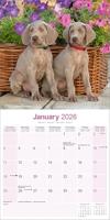 Weimaraner Kalender 2026 - thumbnail