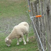 Gallagher Live Tip Afstandisolator hout 16cm (20) - 006183 006183 - thumbnail