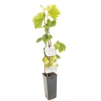 Druivenstruik Vitis vinifera Bianca - Witte druif - thumbnail