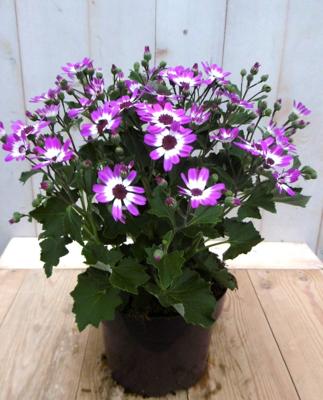Senetti eenjarig roze Pericallis Warentuin Natuurlijk - Warentuin natuurlijk