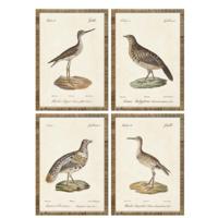 Schilderij Home ESPRIT Beige Vogels Cottage 40 x 2,5 x 50 cm (4 Stuks) - thumbnail