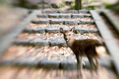 LensBaby Composer Pro II Fuji X met Sweet 50