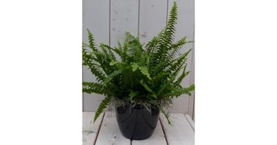 Koningsvaren zwarte/antraciete pot 30 cm Warentuin Natuurlijk - Warentuin natuurlijk Koningsvaren zwarte/antraciete pot 30 cm Warentuin Natuurlijk - Warentuin natuurlijk