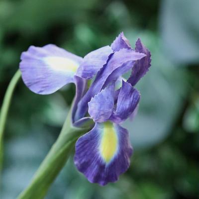 Iris Kunstbloem 65cm Paars