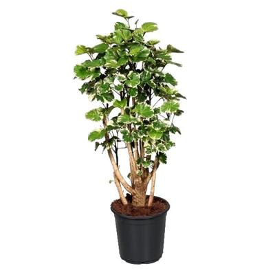Polyscias Balfouriana Variegata (Aralia) P 21 cm Polyscias Balfouriana Variegata (Aralia) P 21 cm