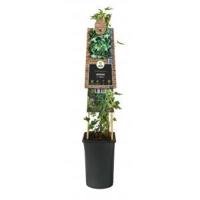 Klimop Hedera Gloire de Marengo 120 cm klimplant - thumbnail