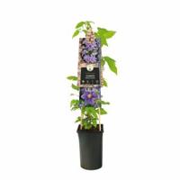 Paarse bosrank (Clematis "Barbara Jackman") klimplant - thumbnail