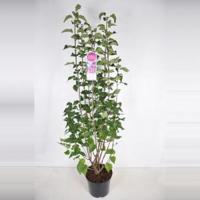 Sering (syringa vulgaris hyacinthflora "Esther Staley") - 50-70 cm - 1 stuks - thumbnail