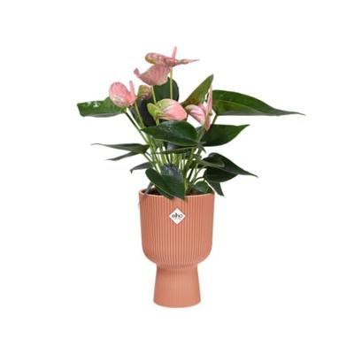 Vibes Fold Coupe dia 14 cm bloempot delicaat roze elho - Elho Vibes Fold Coupe dia 14 cm bloempot delicaat roze elho - Elho