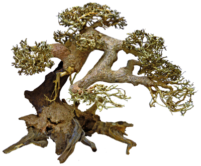 Bonsai Driftwood L aquaria SuperFish - Superfish Bonsai Driftwood L aquaria SuperFish - Superfish