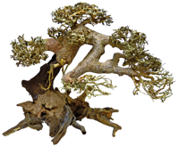 Bonsai Driftwood L aquaria SuperFish - Superfish - thumbnail