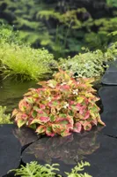 Waterplant Houttuynia cordata 'Chameleon' - thumbnail