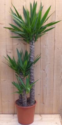 Palmlelie Yucca Elephantipes potmaat 22 cm H100-120 cm 3 stammen kamerplant Warentuin Natuurlijk - Warentuin natuurlijk