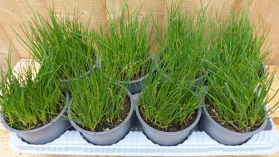 Kruiden Bieslook 8 potjes in tray Warentuin Natuurlijk - Warentuin natuurlijk