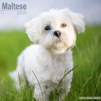 Maltese Calendar 2026 Square Dog Breed Wall Calendar - 16 Month - thumbnail
