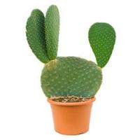 Opuntia cactus maxima kamerplant - thumbnail