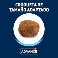 Advance adult labrador retriever - thumbnail