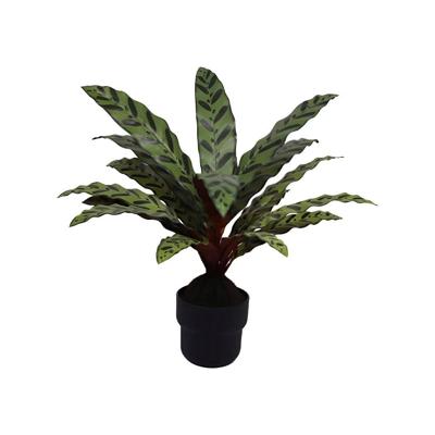 Calathea insignis 55 cm kunstplant Buitengewoon de Boet - Buitengewoon de boet
