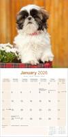 Shih Tzu Kalender 2026 - thumbnail