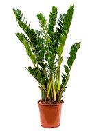 Zamioculcas zamiifolia XS kamerplant - thumbnail
