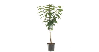 Kersenboom (prunus avium "Sunburst") fruitbomen - In 7 liter pot - 1 stuks Kersenboom (prunus avium "Sunburst") fruitbomen - In 7 liter pot - 1 stuks