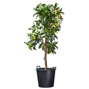Nature ritzi container met handgreep 30 liter Nature ritzi container met handgreep 30 liter