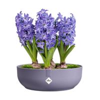 Jazz bowl 28cm lavendel lila bloempot elho - Elho - thumbnail