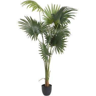 Kunstplant Waaierpalm - in-pot - groen/zwart - 180 cm - Leen Bakker