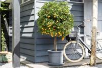 Elho universal saucer round 15 anthracite - thumbnail