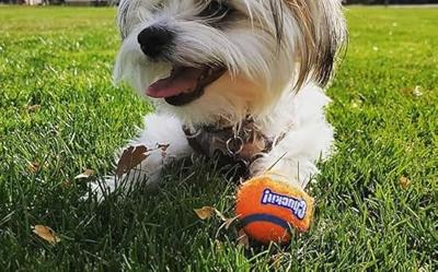 CHUCKIT TENNISBAL - thumbnail