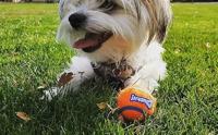 CHUCKIT TENNISBAL - thumbnail