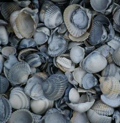 Schone schelpen Big Bag - 1m3