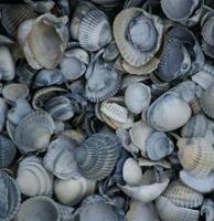 Schone schelpen Big Bag - 1m3 - thumbnail