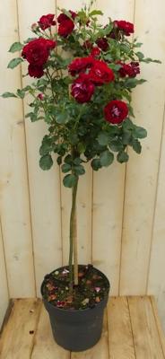 Rosa Stamroos rozen totale hoogte 100 cm rood Warentuin Natuurlijk - Warentuin natuurlijk