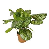 Calathea rotundifolia 70 cm kunstbloem zijde nepbloem Buitengewoon de Boet - Buitengewoon de boet - thumbnail