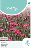 Zaden Dianthus Steenanjer Karmijnrose Hortitops - Hortitops - thumbnail