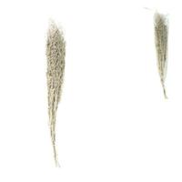Bundel gedroogd chili gras wit 85-95 cm | 24 stuks - thumbnail