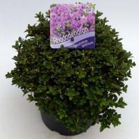 Dwerg rododendron (Rhododendron Calostrotum "Keleticum") heester - 20-25 cm - 1 stuks - thumbnail