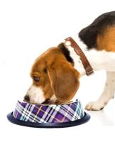 Nobleza Hondenvoerbak RVS - Schotse ruit - thumbnail