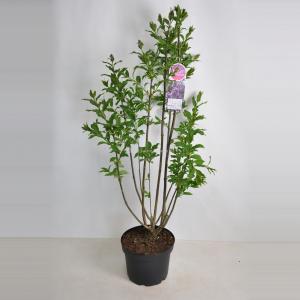Sering (syringa villosae "Royalty") - 70-90 cm - 1 stuks Sering (syringa villosae "Royalty") - 70-90 cm - 1 stuks