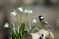 Tuinschilderij koolmees lel 70x50 Customize-it - Customize it - thumbnail