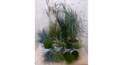 Planten Grassenpakket plantenbox circa 6 tot 10 planten Warentuin Natuurlijk - Warentuin natuurlijk