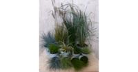 Planten Grassenpakket plantenbox circa 6 tot 10 planten Warentuin Natuurlijk - Warentuin natuurlijk - thumbnail